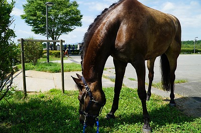 馬を大切にする乗馬クラブ