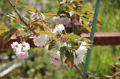 八重桜
