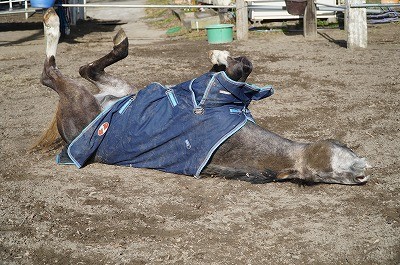 馬が気持ち良さそうに寝転ぶ姿