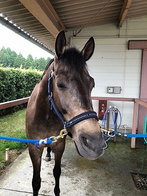 全日本馬場馬術大会