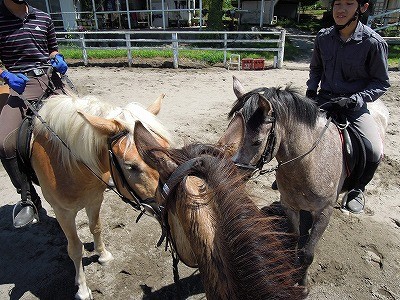 仲が良い馬たち、ナイショ話かな？