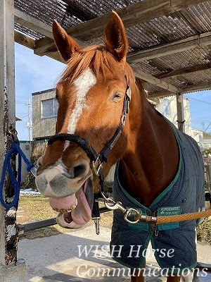 馬の喜ぶ表情