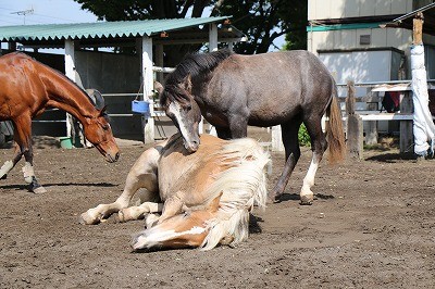 大人しくて良質な馬達