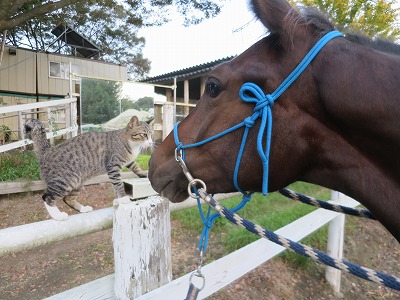 仲良しの馬と猫