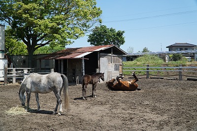 乗馬は環境が大切