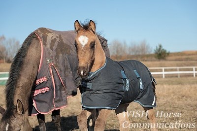 大切に育てられている仔馬
