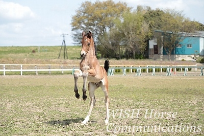かっこいい乗馬 柏エリアの乗馬 ウィッシュホースコミュニケーションズ かっこいい乗馬 柏エリアの乗馬 ウィッシュホースコミュニケーションズ