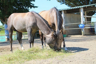 仲良しで甘えている馬達