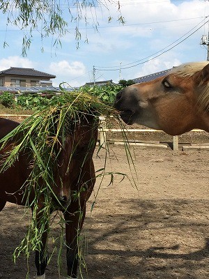おちゃめな馬達