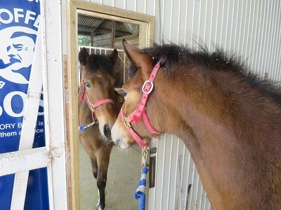 新馬調教　リーディング引き馬はすべての基本