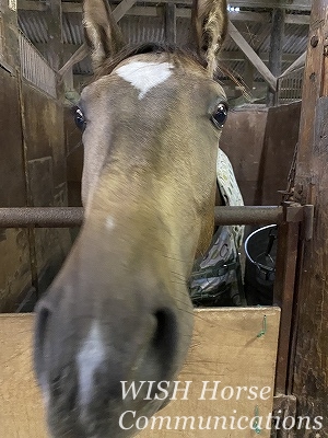 子馬の馬着