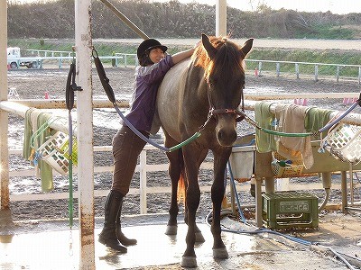 馬への愛情