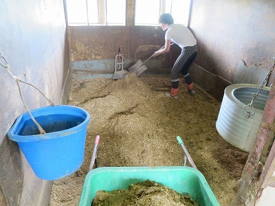 楽しい馬の牧場