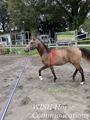 馬に信頼される乗馬