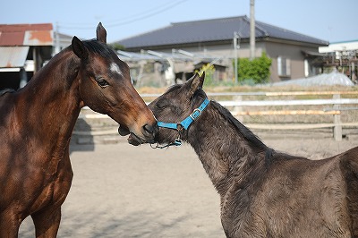 子馬の出すシグナル