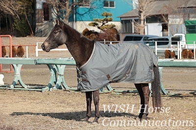 良い馬のプロポーション