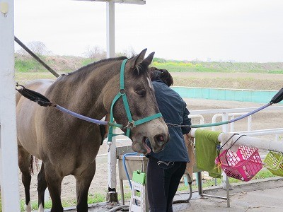 人と馬の幸せな時間