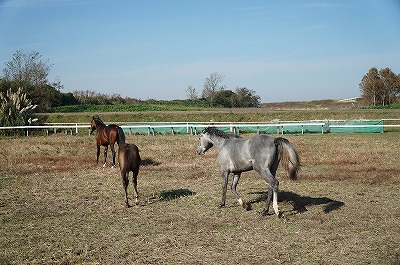 自然な馬の群れでの自然な行動