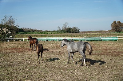 自然な馬の群れでの自然な行動