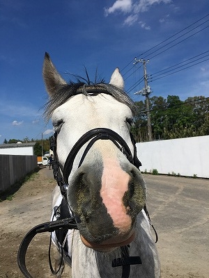 愛馬と競技会