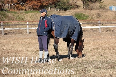 乗馬の調教