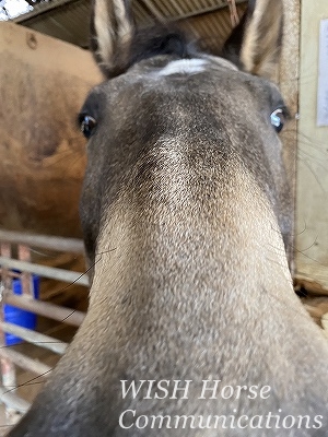 信頼している馬