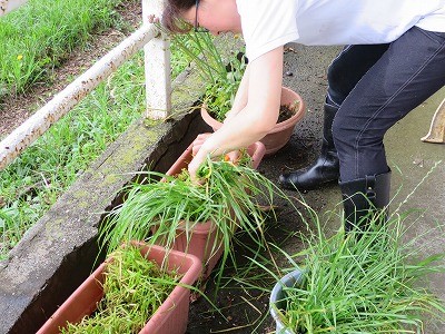 牧草収穫！馬達にあげよう