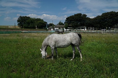 馬を幸せにしましょう