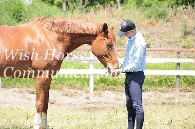 馬に好かれる