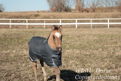 仔馬はエネルギーの塊
