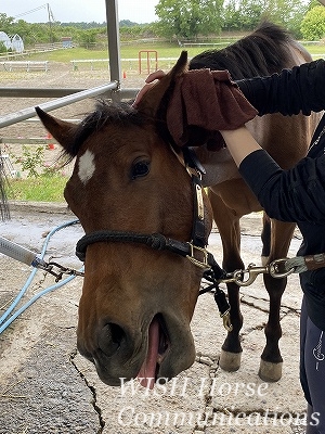 馬の耳掃除