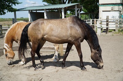 良い馬とパートナーになれる