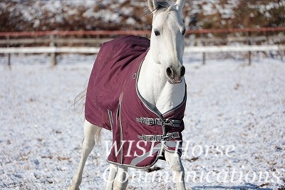 雪原の馬