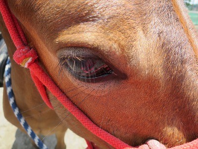 新馬調教　馬とのふれあい