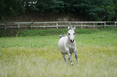 馬と関係を築く乗馬をしよう