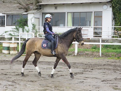 201604 - 柏エリアの乗馬クラブ 馬に優しい乗馬クラブ