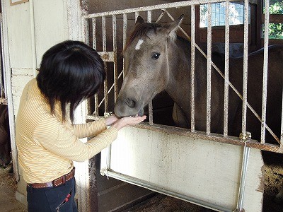 乗馬と金平糖