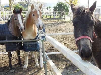 ウィッシュの馬は馬同士仲良し人と仲良し