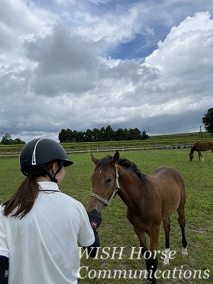 子馬を撫でる