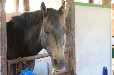 リラックスして受け入れてくれる馬