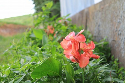 カンナの花