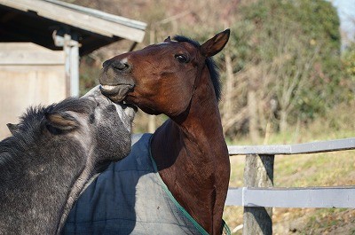 元気で仲良しな馬達