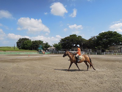 夏空と乗馬クラブのバラ