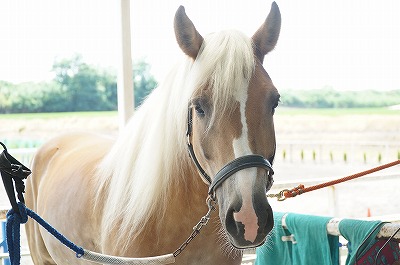 馬と目が合う 柏エリアの乗馬 ウィッシュホースコミュニケーションズ