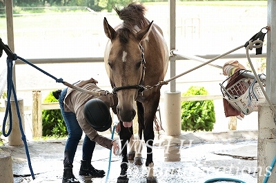 おとなしい馬