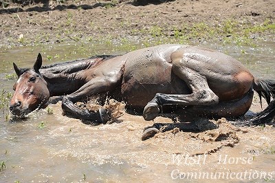 気持ちいい乗馬