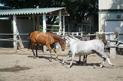 馬には馬の世界がある