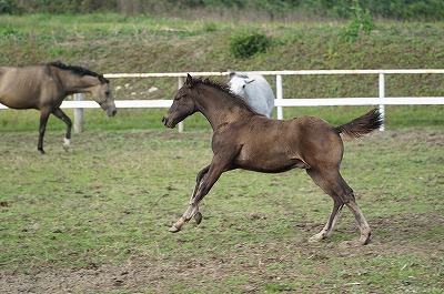 子馬の毛色の変化