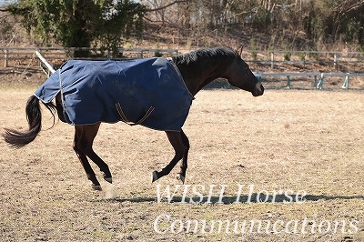 飛ぶ馬