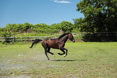 素直に呼応する馬